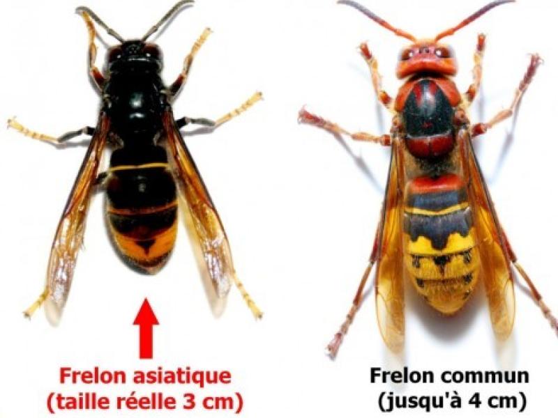 Lutte contre le frelon asiatique